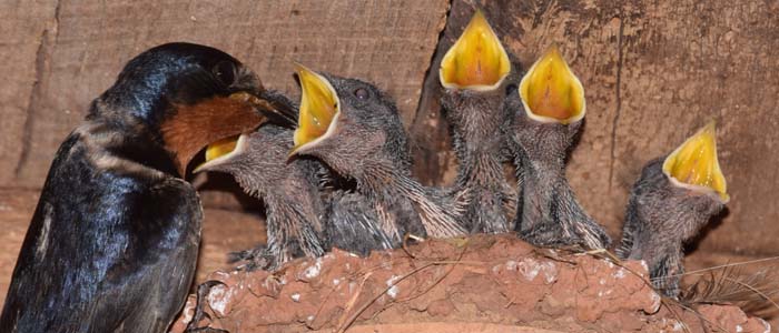 Barn swallow nestlings